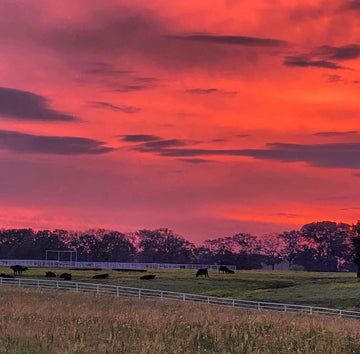 🥩 Top 10 Ranch-Inspired Recipes with Grass-Fed Beef & Bison