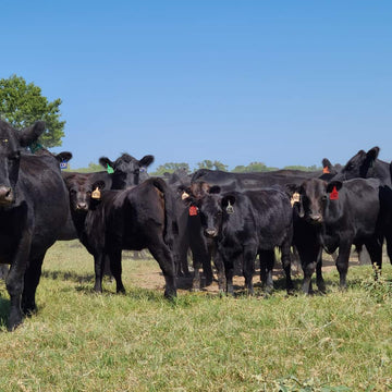 Texas ranchers, local beef, family-owned farm, premium beef, sustainable beef production
