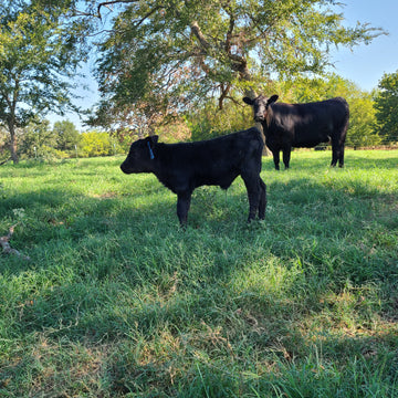 Texas ranchers, local beef, family-owned farm, premium beef, sustainable beef production
